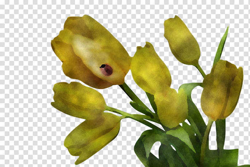 spring, Spring
, Flower, Yellow, Plant, Bud, Cut Flowers, Petal transparent background PNG clipart