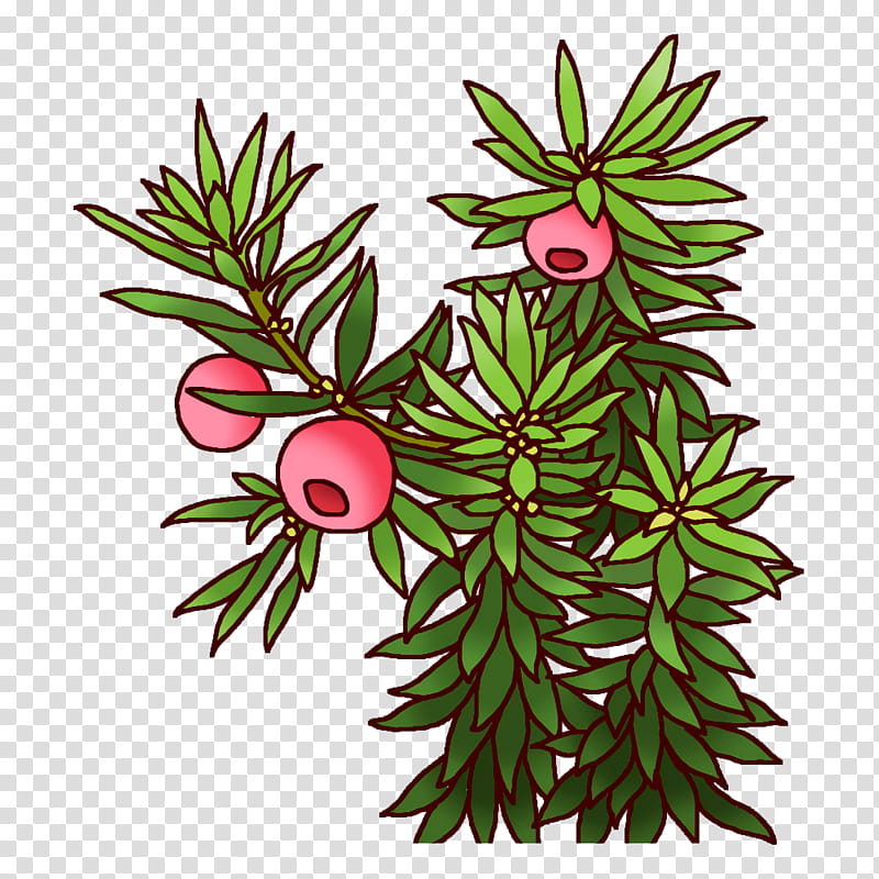 spruce plant stem leaf flower branch, Evergreen, Fruit, Flowerpot, Pine, Pine Family, Plants, Plant Structure transparent background PNG clipart