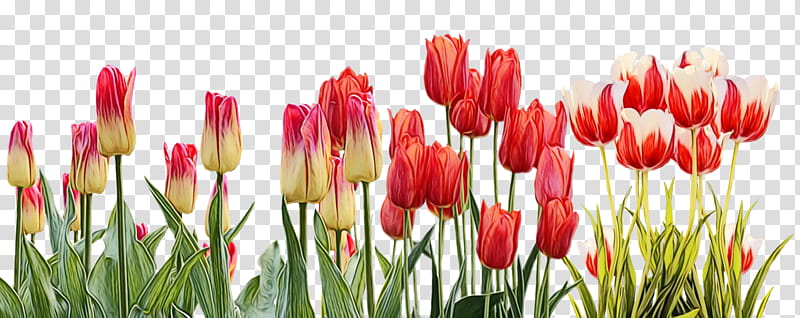 flower tulip petal plant lady tulip, Watercolor, Paint, Wet Ink, Bud, Spring
, Tulipa Humilis, Plant Stem transparent background PNG clipart