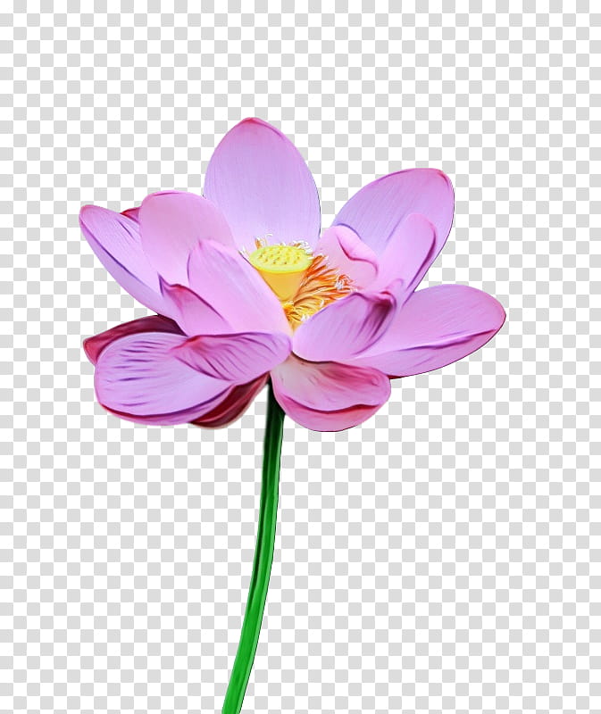 sacred lotus plant stem cut flowers petal flower, Watercolor, Paint, Wet Ink, Lotusm, Plants, Plant Structure, Science transparent background PNG clipart