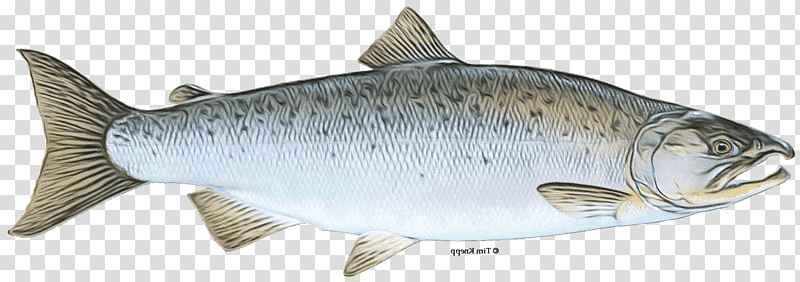 oily fish 09777 bony fishes sardine milkfish, Watercolor, Paint, Wet Ink, Fish Products, Herring, Rudd transparent background PNG clipart