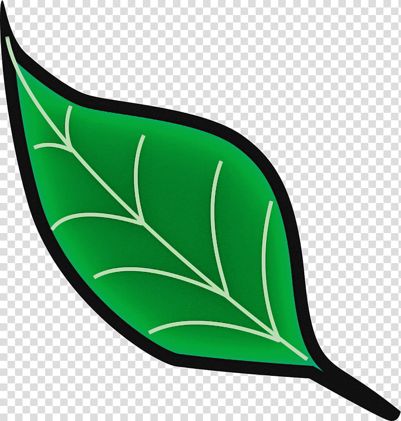 Tree line, Leaf, Ornamental Plant, Giant Taro, Alocasia Odora, Alocasia Sanderiana, Houseplant, Cyclobalanopsis transparent background PNG clipart