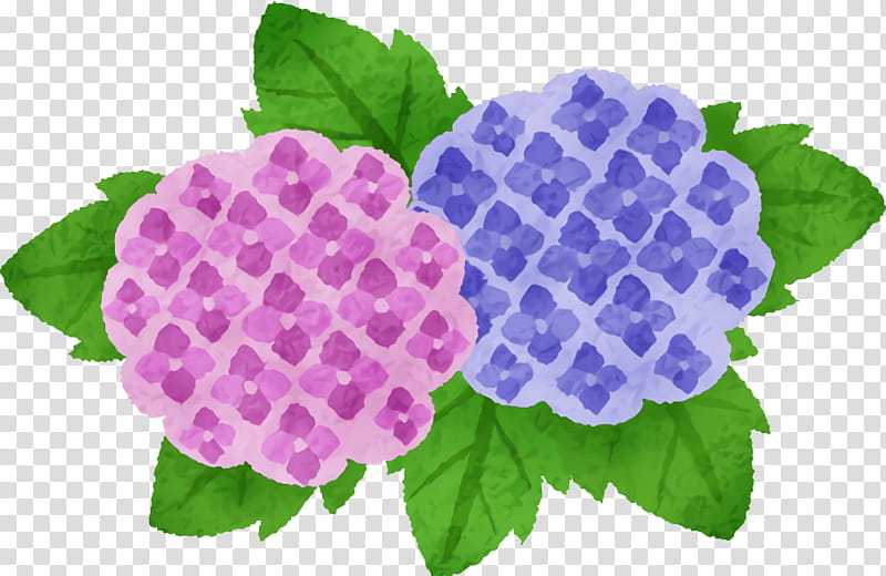 flower purple violet plant leaf, Hydrangeaceae, Cornales, Petal, Morning Glory, Verbena, Lantana transparent background PNG clipart