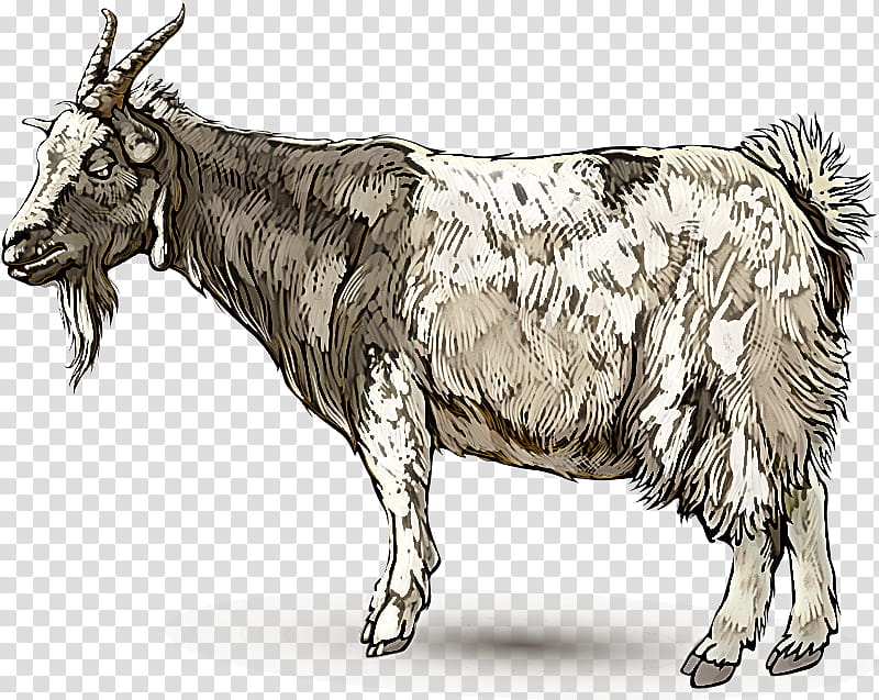 bovine cow-goat family ox horn live, Cowgoat Family, Live, Bull, Goats, Feral Goat, Animal Figure, Wildlife transparent background PNG clipart