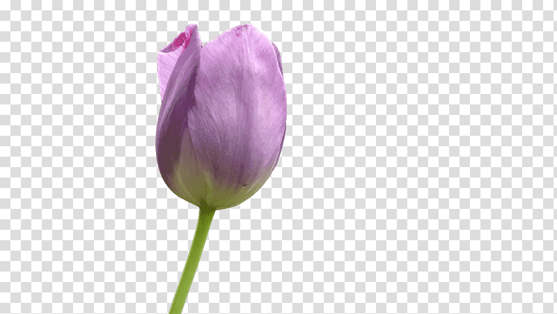 Lavender, Plant Stem, Cut Flowers, Tulip, Bud, Petal, Lilac M transparent background PNG clipart