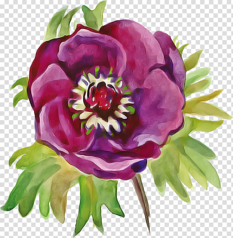 flower plant watercolor paint common peony petal, Drawing Flower, Watercolor Flower, Floral Drawing, Violet, Pink, Chinese Peony, Magenta transparent background PNG clipart
