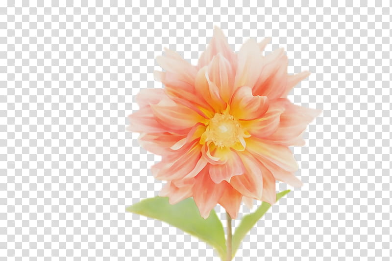 dahlia plant stem floristry cut flowers annual plant, Watercolor, Paint, Wet Ink, Herbaceous Plant, Petal, Orange Sa, Plants transparent background PNG clipart