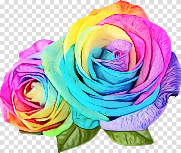 Floral design, Watercolor, Paint, Wet Ink, Rainbow Rose, Garden Roses, Flower transparent background PNG clipart