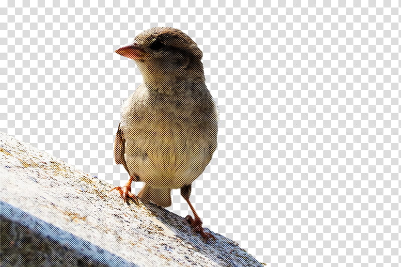 bird, Beak, Sparrow, Wren, Finch, House Sparrow, Perching Bird, Songbird transparent background PNG clipart
