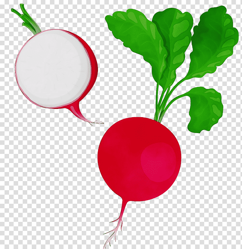 vegetable beetroot radish flower fruit, Watercolor, Paint, Wet Ink transparent background PNG clipart