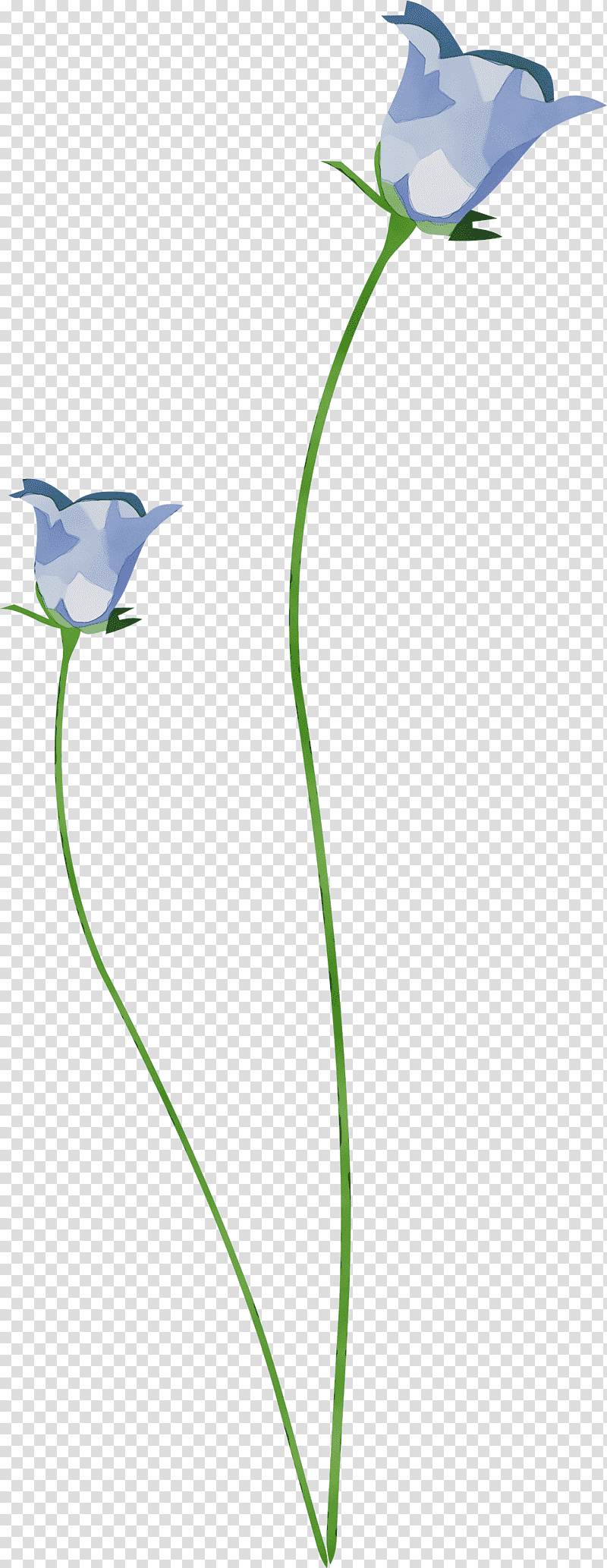 bellflower family flower plant stem petal leaf, blue and white flower illustration, Watercolor, Paint, Wet Ink, Birds, Purple, Line transparent background PNG clipart