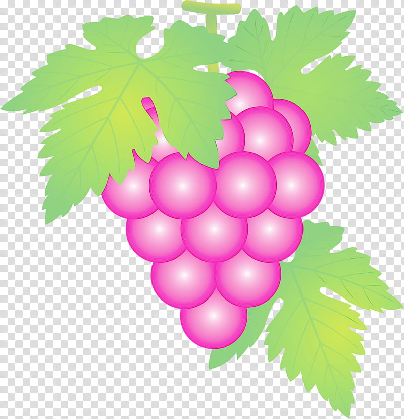grape grape leaves seedless fruit leaf grapevine family, Grapes, Watercolor, Paint, Wet Ink, Plant, Vitis, Flower transparent background PNG clipart