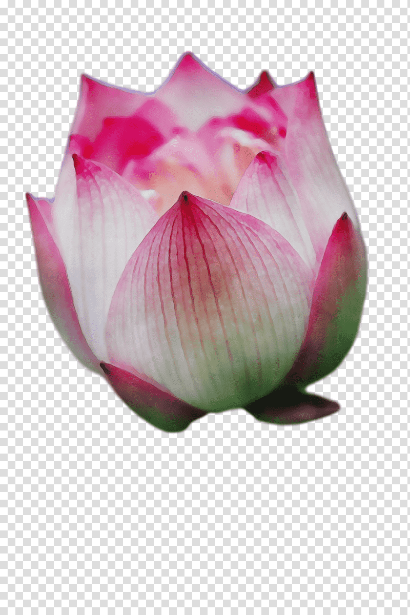sacred lotus proteales bud petal close-up, Watercolor, Paint, Wet Ink, Closeup, Lotusm transparent background PNG clipart
