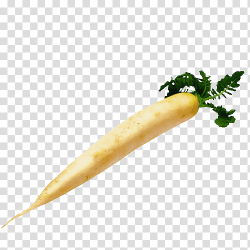 plant stem vegetable radish carrot plant, Biology, Science, Plant Structure transparent background PNG clipart