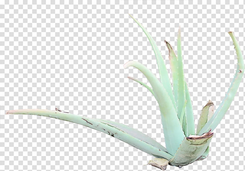 Grass Texture, Aloe Vera, Texture Mapping, 3D Computer Graphics, Plants, Aloes, Century Plant, 3 Dimensi transparent background PNG clipart