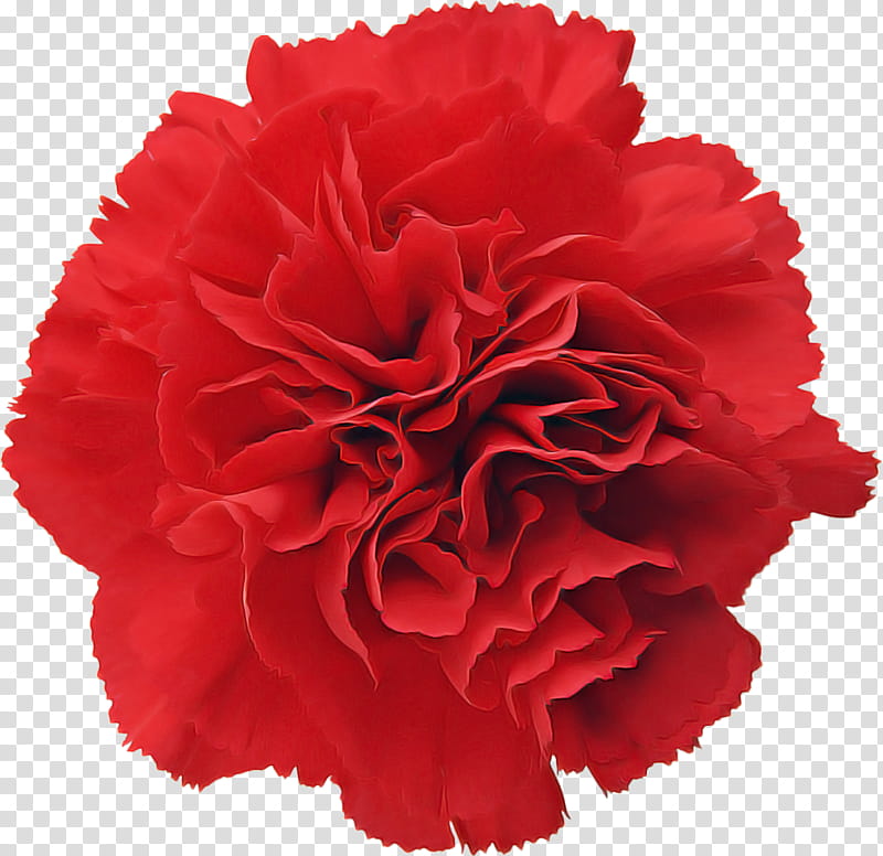 red flower carnation cut flowers plant, Petal, Dianthus, Pink Family, Common Peony, Perennial Plant transparent background PNG clipart