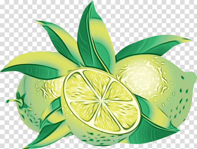 persian lime key lime citric acid lemon lime, Watercolor, Paint, Wet Ink, Plant, Fruit, Citrus Fruit transparent background PNG clipart