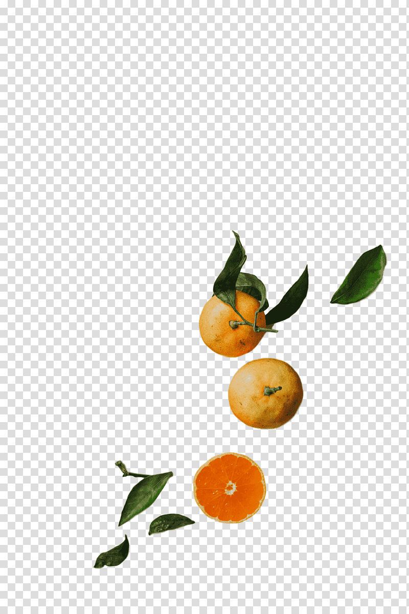 Orange, Bitter Orange, Calamansi, Tangerine, Tangelo, Rangpur, Valencia Orange transparent background PNG clipart
