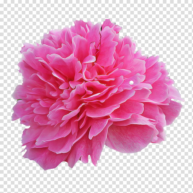 pink flower petal common peony plant, Chinese Peony, Carnation, Cut Flowers, Pompom, Pink Family transparent background PNG clipart