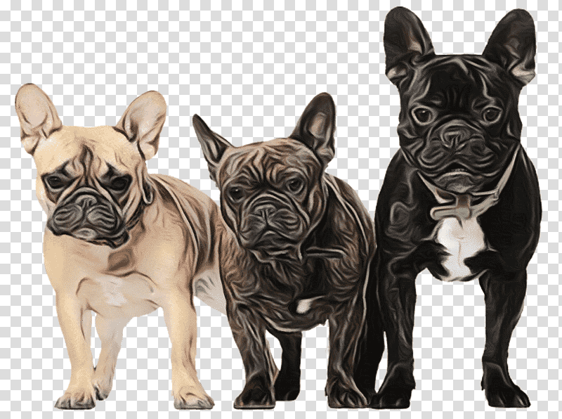 French Bulldog, Watercolor, Paint, Wet Ink, Olde English Bulldogge, Toy Bulldog, Snout transparent background PNG clipart