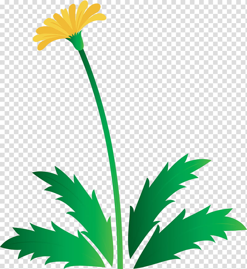 Dandelion flower easter day flower spring flower, Leaf, Plant, Yellow, Plant Stem, English Marigold, Chamomile transparent background PNG clipart