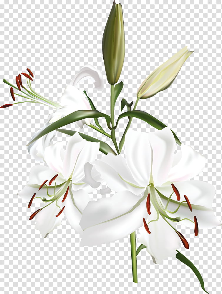 Lily Flower, Piano, Concert, Ombra Mai Fu, Musical Composition, Choir, Arrangement, Pianist transparent background PNG clipart