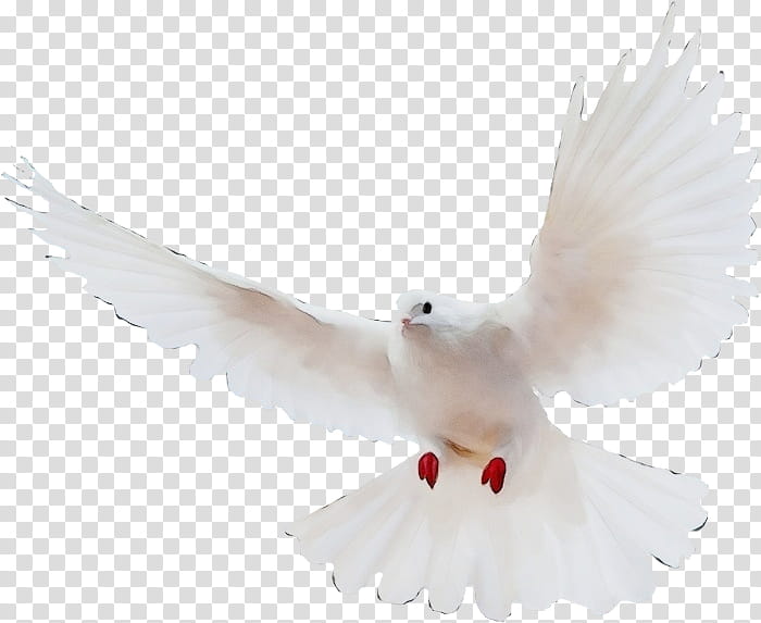 typical pigeons columbidae taraclia magic, Watercolor, Paint, Wet Ink, Illusion, Logo, Veyrine, April transparent background PNG clipart