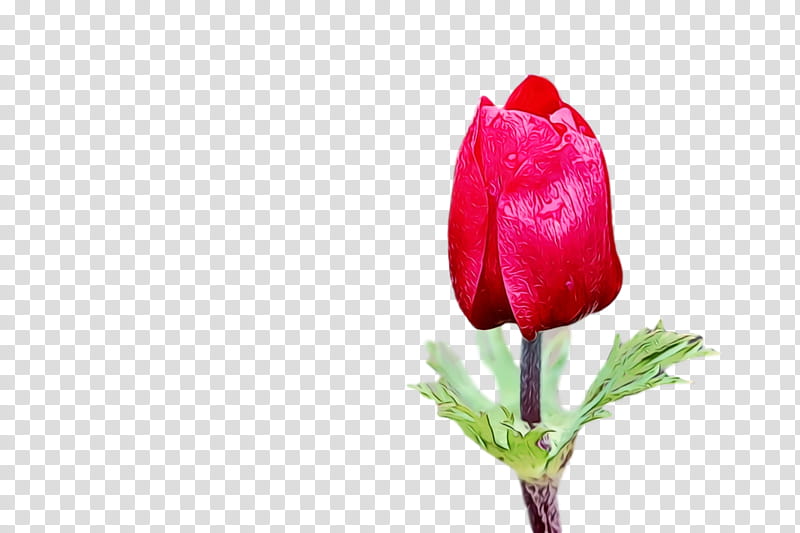 flower bud petal tulip red, Spring
, Watercolor, Paint, Wet Ink, Plant, Pink, Cut Flowers transparent background PNG clipart