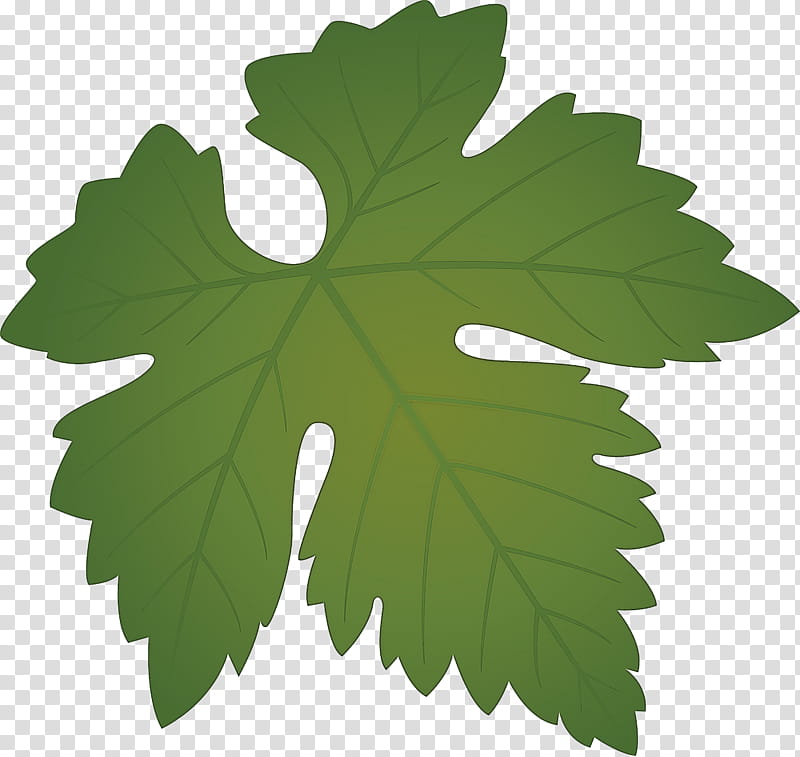 Grapes Leaf leaf, Green, Plant, Tree, Black Maple, Grape Leaves, Plane, Flower transparent background PNG clipart