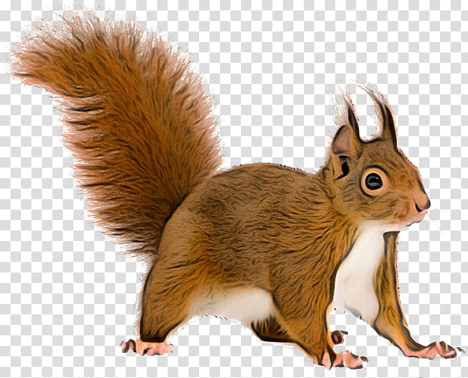 squirrel eurasian red squirrel tail wildlife fox squirrel, Fawn, Grey Squirrel transparent background PNG clipart