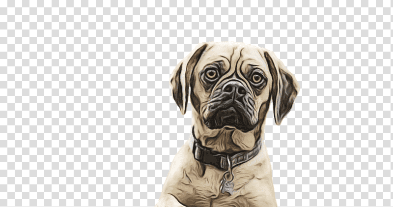 bullmastiff pug snout companion dog breed, Watercolor, Paint, Wet Ink, Crossbreed, Biology, Science transparent background PNG clipart