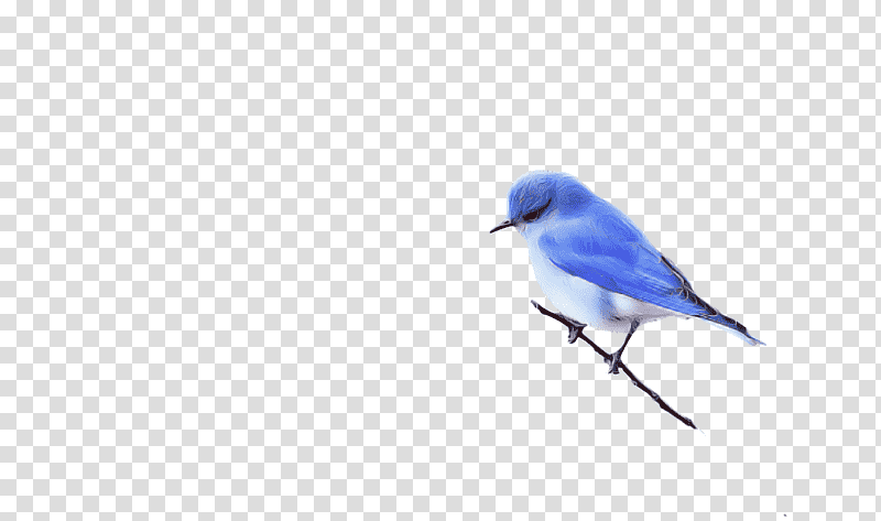 Feather, Blue Jay, Songbirds, Bluebirds, Cobalt Blue, Beak, Branching transparent background PNG clipart