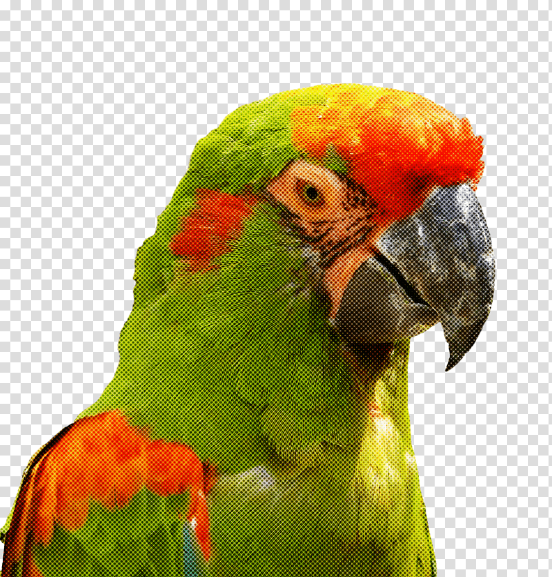Feather, Macaw, Loriini, Rainbow Lorikeet, Parakeet, Beak transparent background PNG clipart