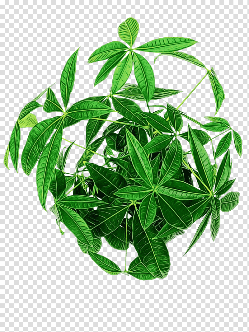 jiaogulan leaf houseplant herbal medicine hay flowerpot with saucer, Watercolor, Paint, Wet Ink, Tree, Plants, Biology transparent background PNG clipart