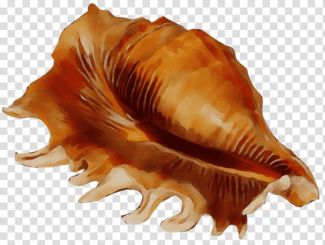 cockle seashell conchology sea snail conch, Watercolor, Paint, Wet Ink, Shankha, Scallops transparent background PNG clipart