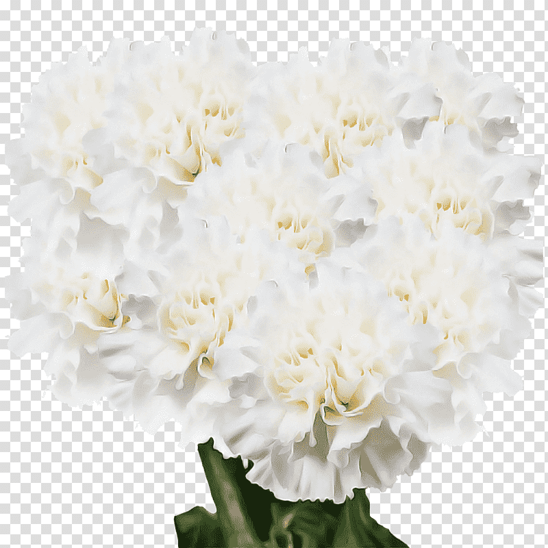 Floral design, Cut Flowers, Carnation, Amazoncom, Online Shopping, Flower Bouquet, Benchmark Bouquets 20 Stem Rainbow Mini Carnations transparent background PNG clipart