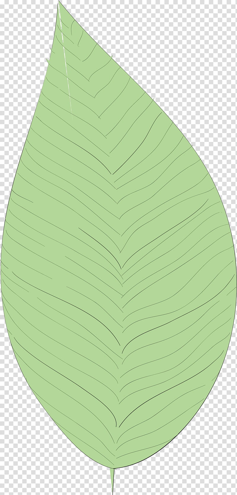 simple leaf simple leaf drawing simple leaf outline, Green, Science, Plants, Plant Structure, Biology transparent background PNG clipart