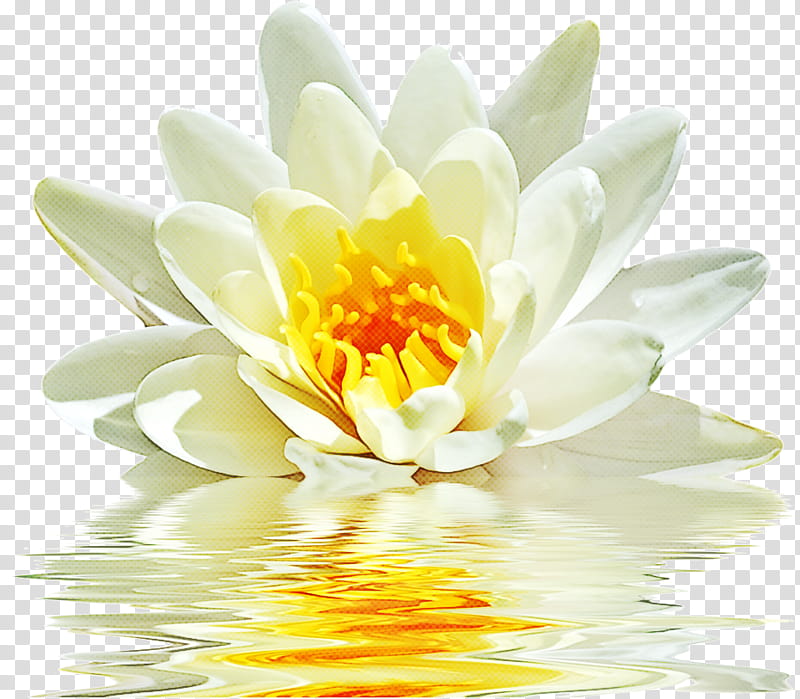 Lotus, Fragrant White Water Lily, Petal, Flower, Yellow, Aquatic Plant, Lotus Family, Sacred Lotus transparent background PNG clipart