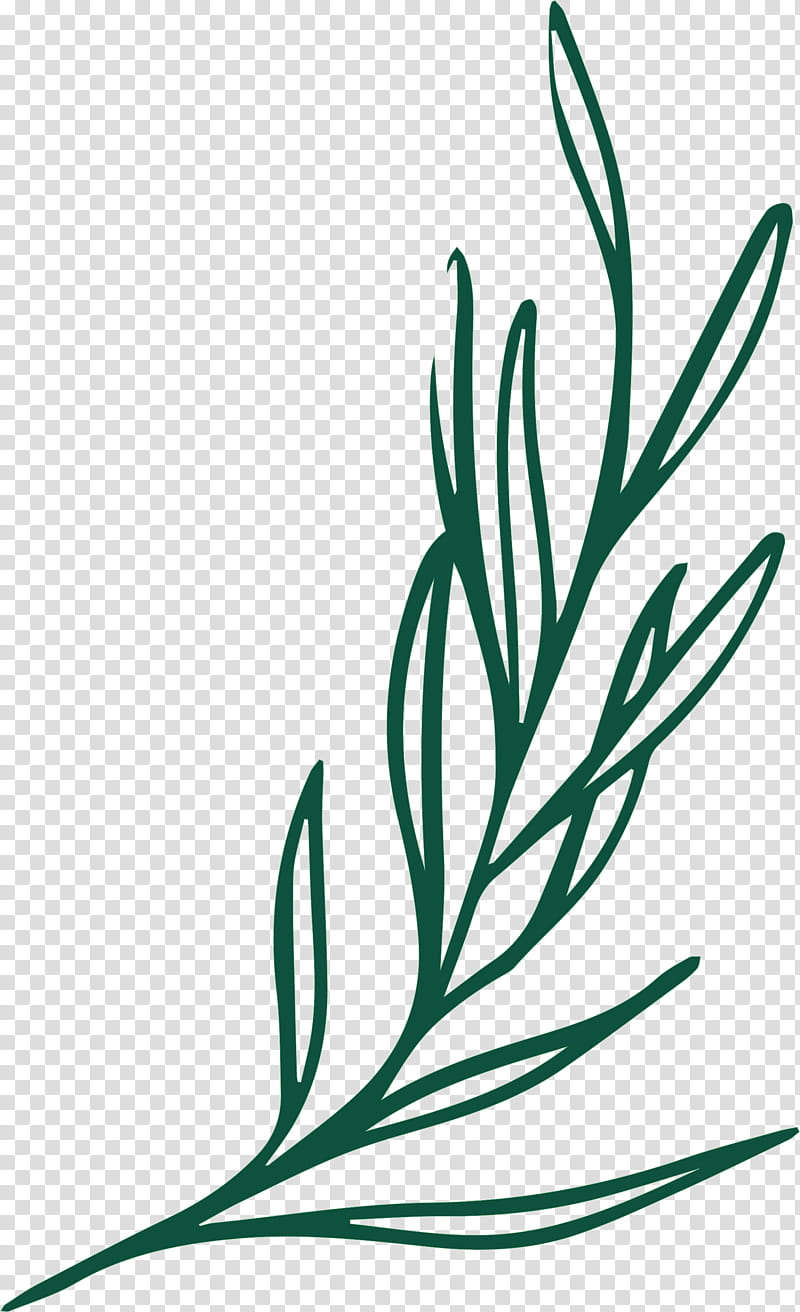 plant stem branch leaf line art black & white / m, Black White M, Grasses, Flower, Meter, Plants, Plant Structure, Science transparent background PNG clipart