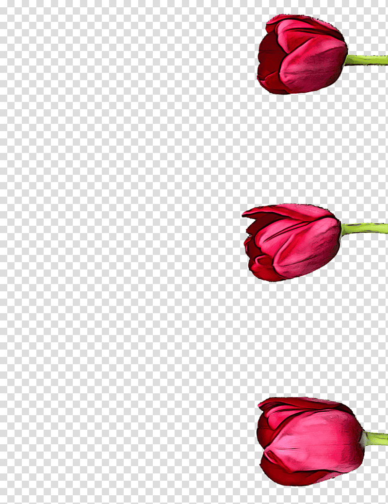 Garden roses, Cut Flowers, Tulip, Rose Family, Petal, Meter, Magenta Telekom transparent background PNG clipart