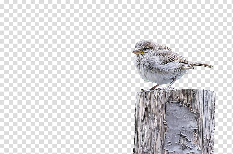 bird, Beak, House Sparrow, Perching Bird, Songbird, Wren, Finch, Woodpecker Finch transparent background PNG clipart