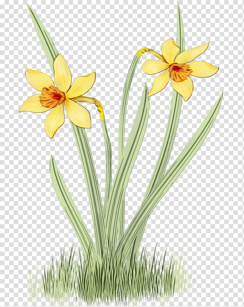 flower plant yellow narcissus petal, Watercolor, Paint, Wet Ink, Pedicel, Amaryllis Family, Plant Stem, Wildflower transparent background PNG clipart