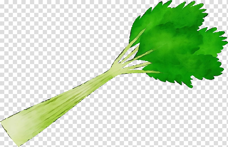 leaf plant stem leaf vegetable gardening leaf celery, Watercolor, Paint, Wet Ink, Lawn, Key Tab Pack Of, Beefsteak Plant, Budi Daya transparent background PNG clipart
