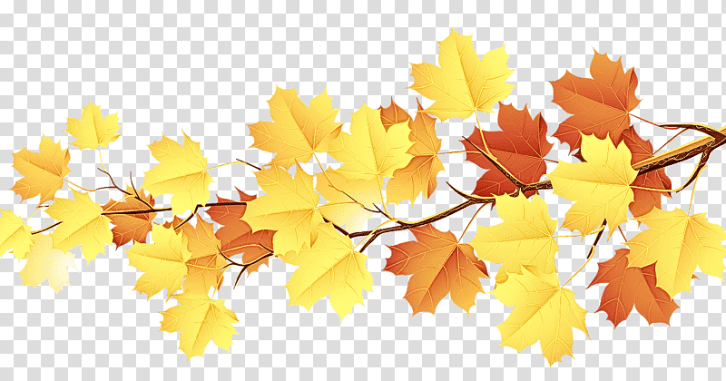 Maple leaf, yellow maple leaves, Branch, Autumn Leaf Color, Tree, Red Maple, Woody Plant, Palm Trees transparent background PNG clipart