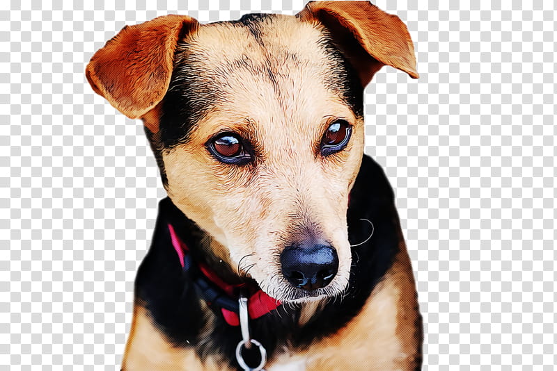 chihuahua dachshund pomeranian companion dog puppy, Shiba Inu, Golden Retriever, Cardigan Welsh Corgi, English Foxhound, Akita, Snout, Dog Collar transparent background PNG clipart