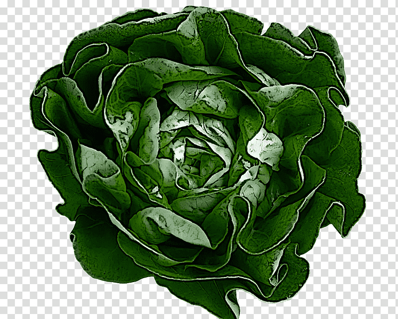 leaf leaf vegetable spring greens romaine lettuce collard, Flower, Biology, Plant Structure, Science, Plants transparent background PNG clipart