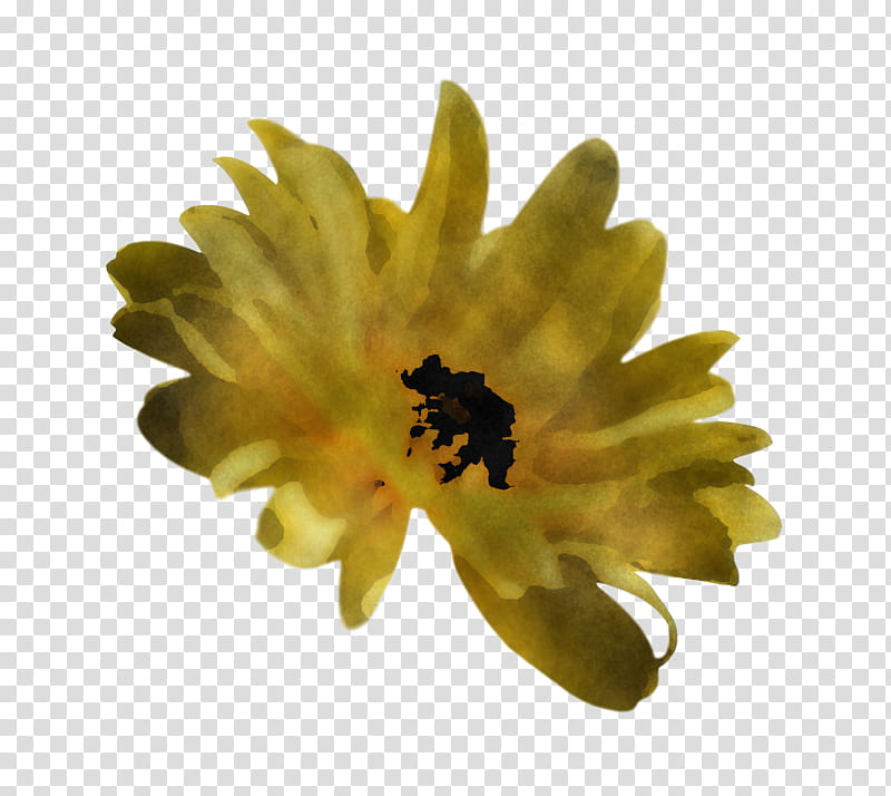 spring flower spring floral flowers, Yellow, Petal, Plant, Pollen, Calendula, Gerbera, Tickseed transparent background PNG clipart