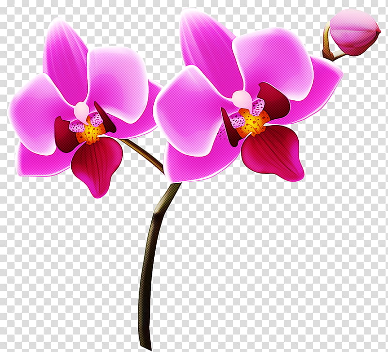phalaenopsis equestris flower orchids logo cut flowers, Lilacpurpleviolet, Lilac Purple Violet, Moth Orchids, Plants transparent background PNG clipart