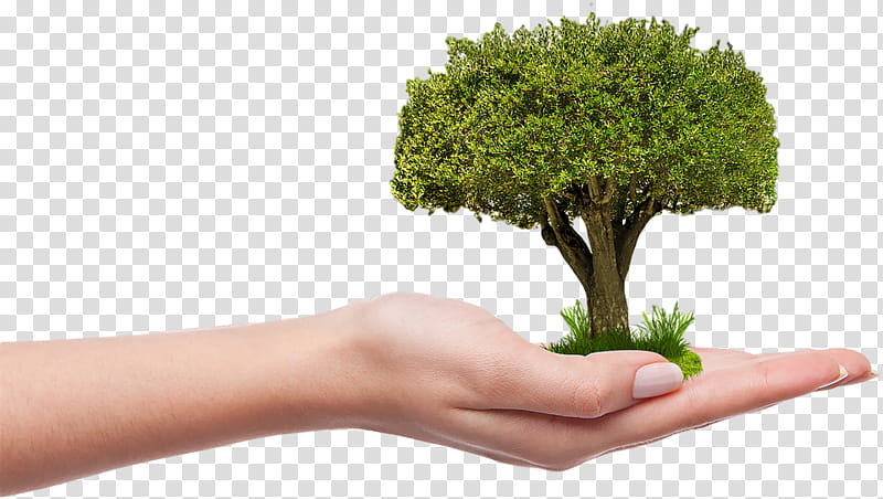 Arbor day, Flowerpot, Grass, Plant, Tree, Hand, Houseplant, Herb transparent background PNG clipart