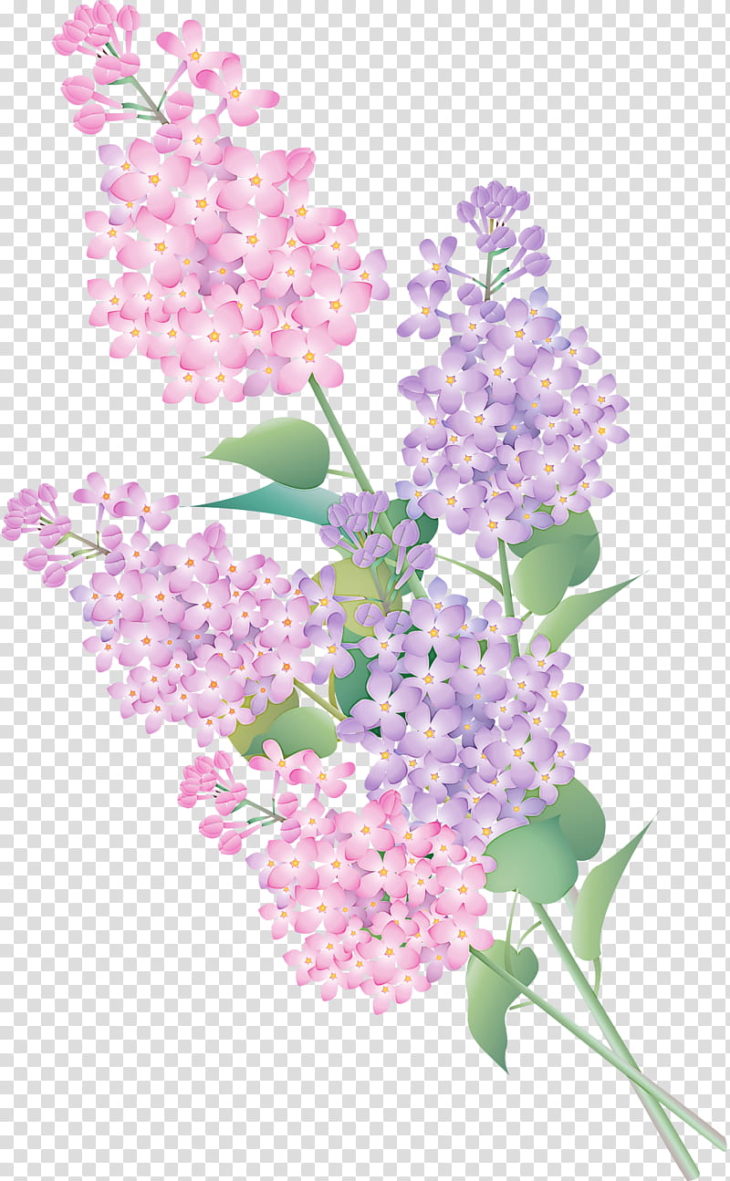 Lavender, Flower, Lilac, Plant, Pink, Cut Flowers, Buddleia, Petal transparent background PNG clipart
